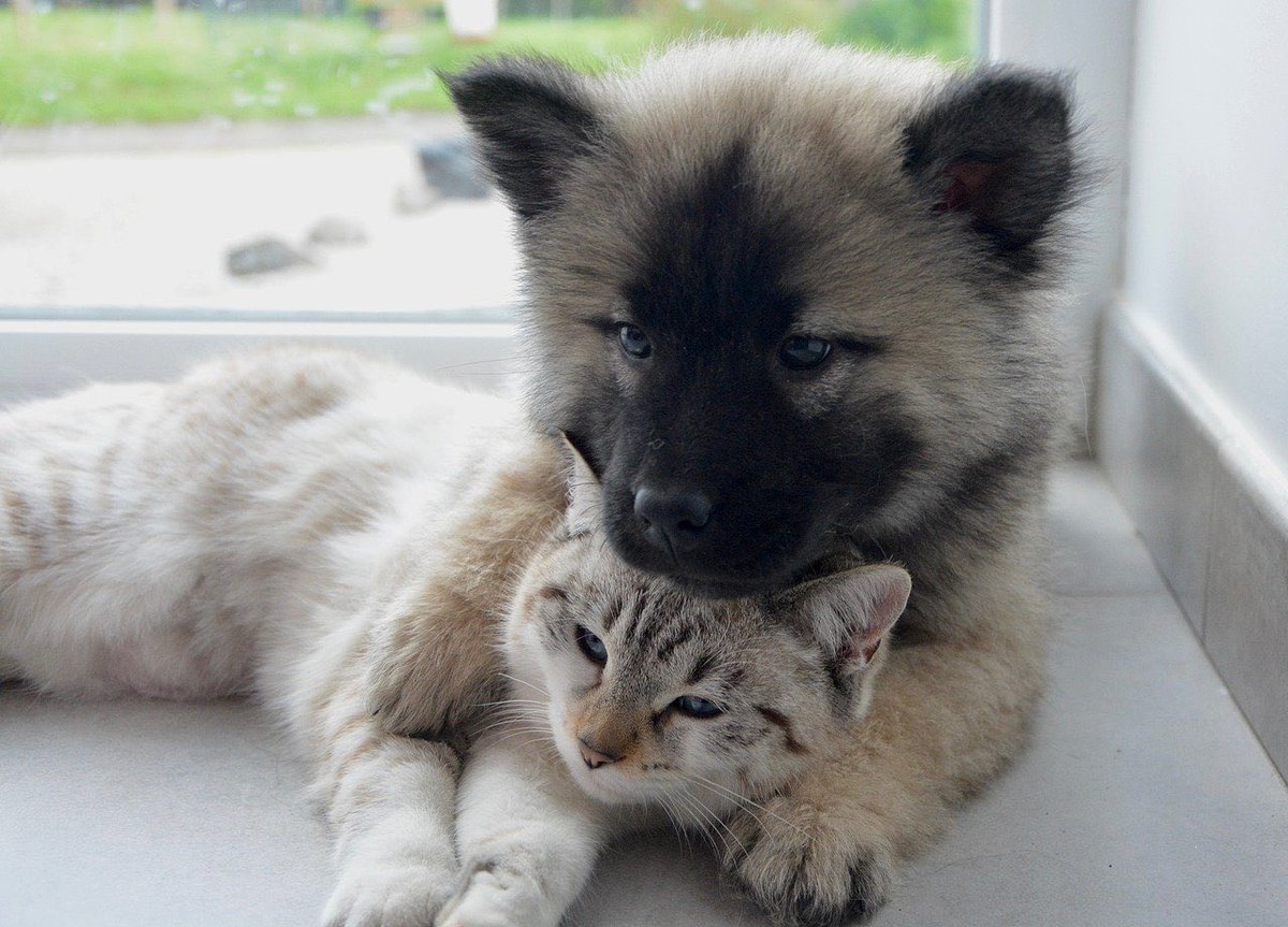 Lovely Saturday dear friends…☃️❄️🐶🐱💗

#GoodMorningEveryone 🌷 #weekendmood 😉 #CoffeeTime ☕️ #WinterWeather ☃️❄️ #StayPositive 💗