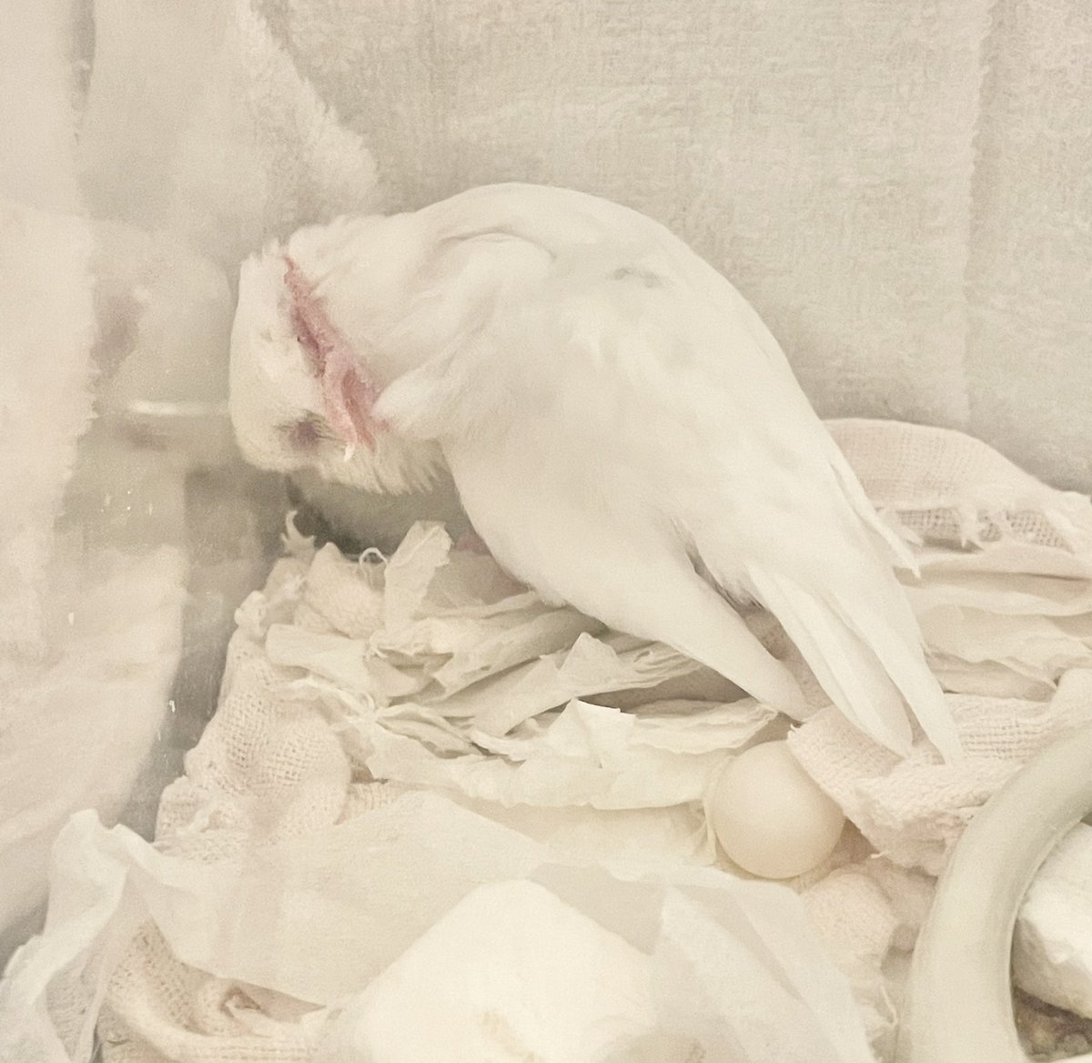 maiblog0925's tweet photo. こんにちは！
こむぎちゃんが卵産みました🥚
発情気をつけてたのですが💦
卵詰まりにならないように暖かくしてプラケースで保温。無事に産まれました。
何個か産むかな？と思ったけど1こだけ。抱卵もなし。
体重も通常に戻り元気に飛び回ってます(*ˊᵕˋ*)
#マメルリハ https://t.co/sayOsaCQbl