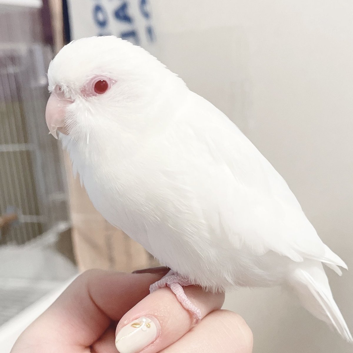 maiblog0925's tweet photo. こんにちは！
こむぎちゃんが卵産みました🥚
発情気をつけてたのですが💦
卵詰まりにならないように暖かくしてプラケースで保温。無事に産まれました。
何個か産むかな？と思ったけど1こだけ。抱卵もなし。
体重も通常に戻り元気に飛び回ってます(*ˊᵕˋ*)
#マメルリハ https://t.co/sayOsaCQbl