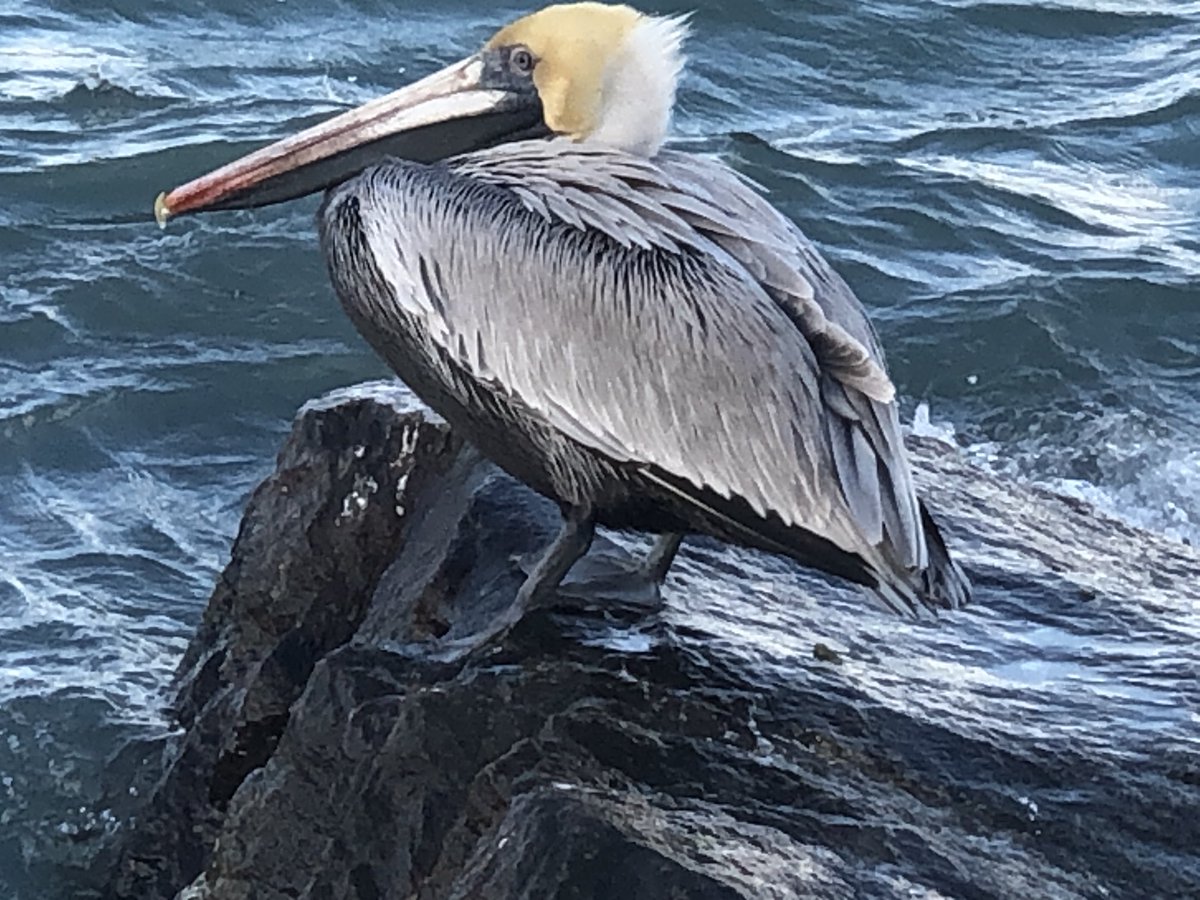 Sometime just sitting still can be dramatic. Do you see the billowing waves , distinctive beak, the protective body or x that captures your focus?  Each day, if we take time to sit still, good drama can find our thoughts and smiles. Or we can enjoy being still. #positivevibes