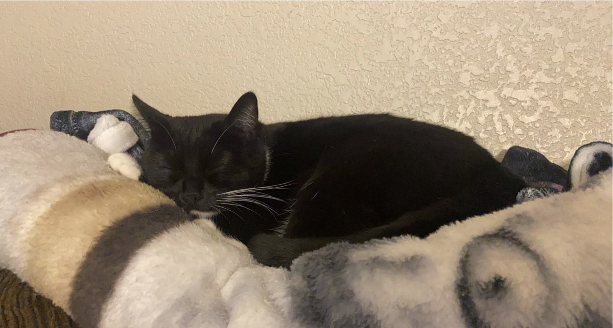 AdventuresLilo's tweet photo. I’m alive.. just sleepin #liloadventures https://t.co/mRMMrpBlBp