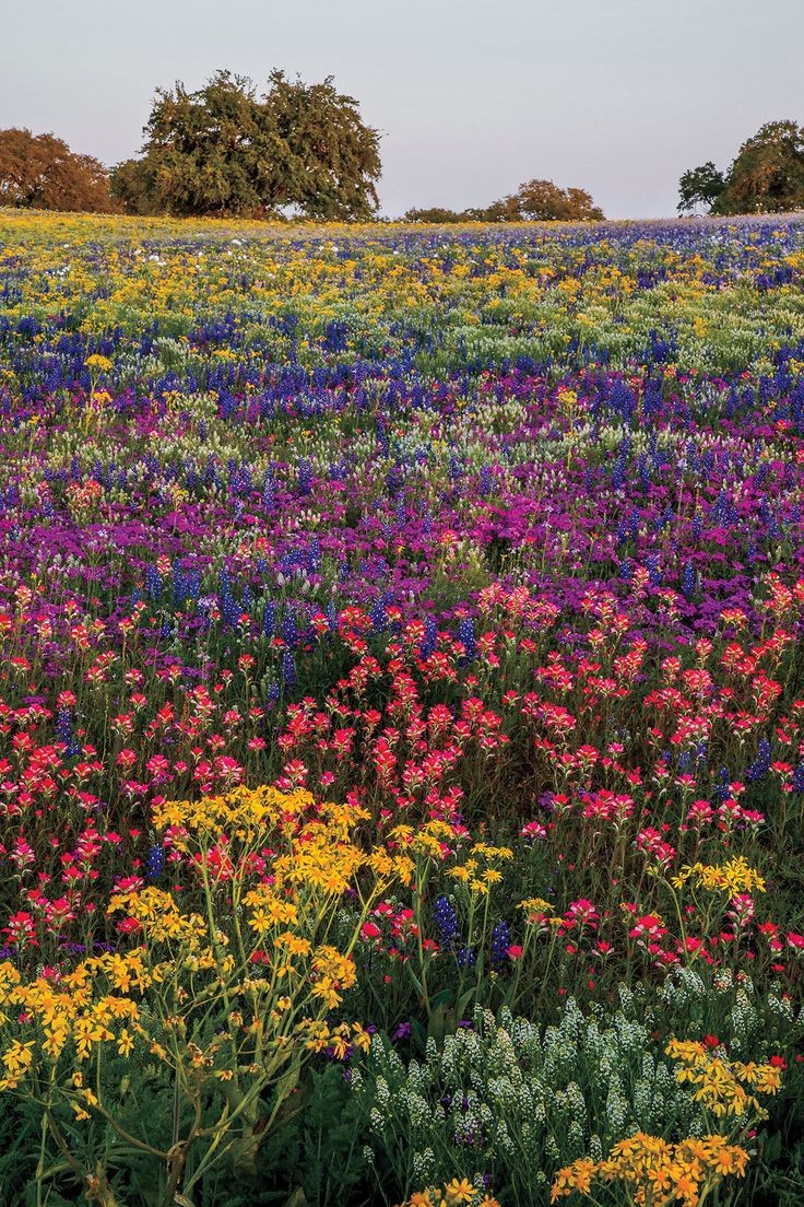 Natsuyio's tweet photo. Rumores entre flores💐

Donde el viento lleva el romance a las flores y Diluc constantemente susurra el nombre de alguien

#zhongluc #au #zhonglucau https://t.co/a6woFbfuqd