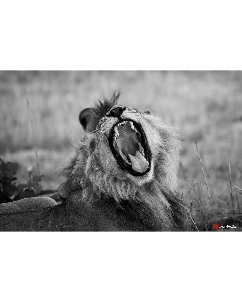 joemisika's tweet photo. The Yawn

One of the renegades who pledged their allegiance to Sekoti. On this day though, Sekoti was nowhere to be seen.

#lion #savuti #WeAreChobe #ThisIsChobe #PushaBW #ILoveBotswana #wildlifephotography #naturephotography #wildlife #nature #joemisikaphotography https://t.co/7B0aTZteDI