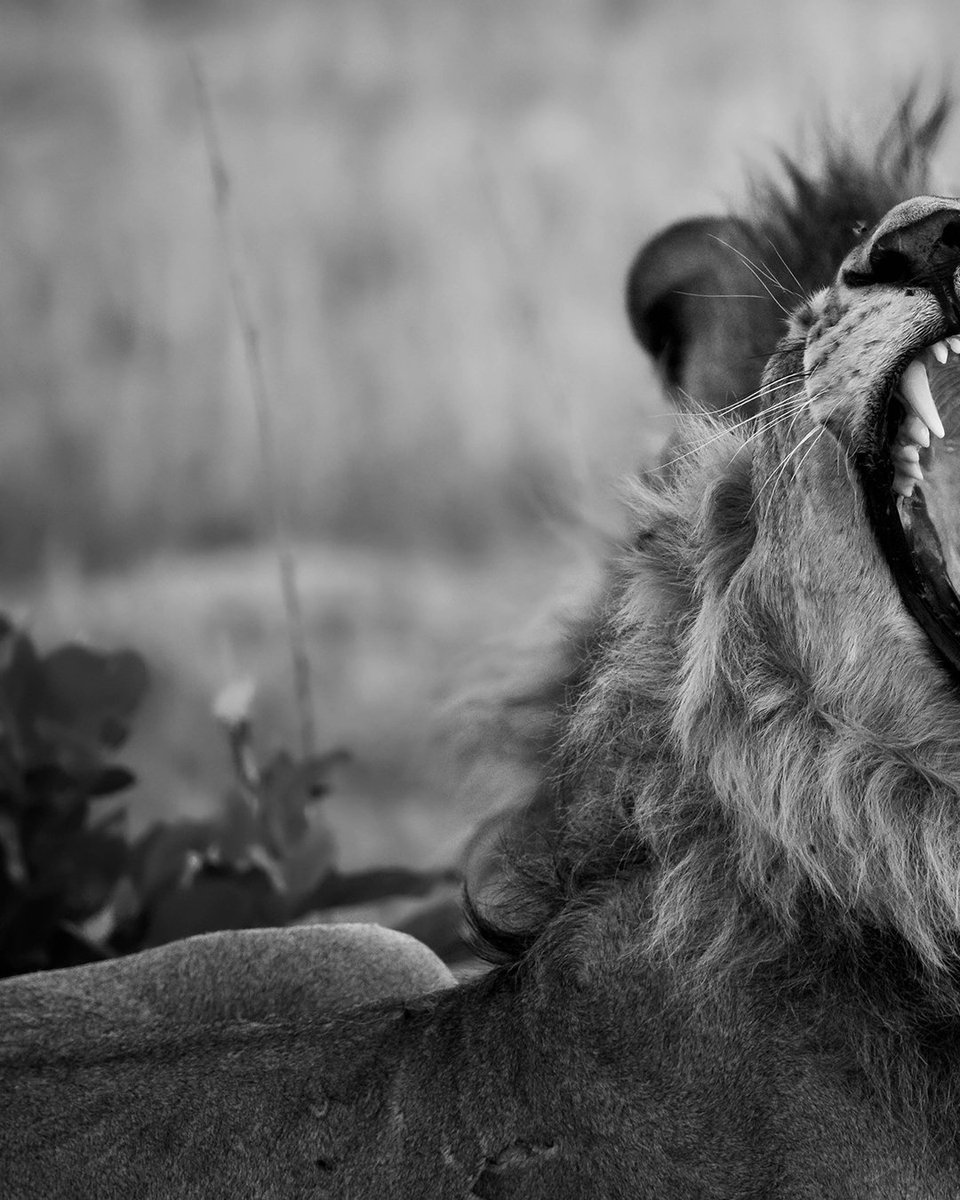 joemisika's tweet photo. The Yawn

One of the renegades who pledged their allegiance to Sekoti. On this day though, Sekoti was nowhere to be seen.

#lion #savuti #WeAreChobe #ThisIsChobe #PushaBW #ILoveBotswana #wildlifephotography #naturephotography #wildlife #nature #joemisikaphotography https://t.co/7B0aTZteDI