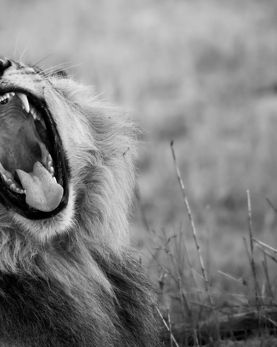 joemisika's tweet photo. The Yawn

One of the renegades who pledged their allegiance to Sekoti. On this day though, Sekoti was nowhere to be seen.

#lion #savuti #WeAreChobe #ThisIsChobe #PushaBW #ILoveBotswana #wildlifephotography #naturephotography #wildlife #nature #joemisikaphotography https://t.co/7B0aTZteDI