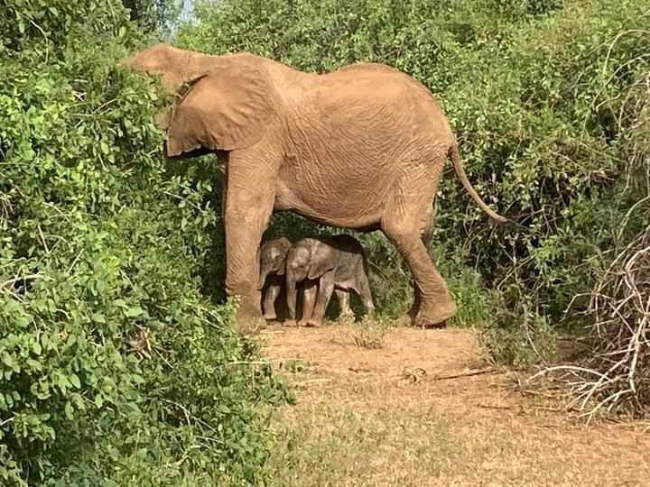 McCasePatrick5's tweet photo. @kwskenya https://t.co/Xwo1cmQefL