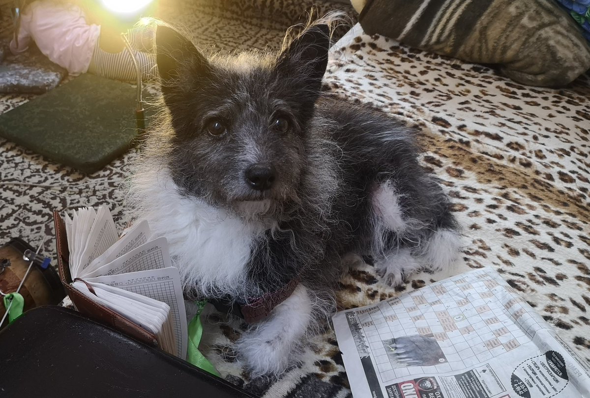 Tulivit's tweet photo. Пёс учёный)) https://t.co/0KldJBHlsf