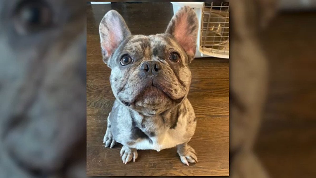 NYC investigating after 3 dogs die following visit to same Brooklyn park 7ny.tv/3Aqo71Q