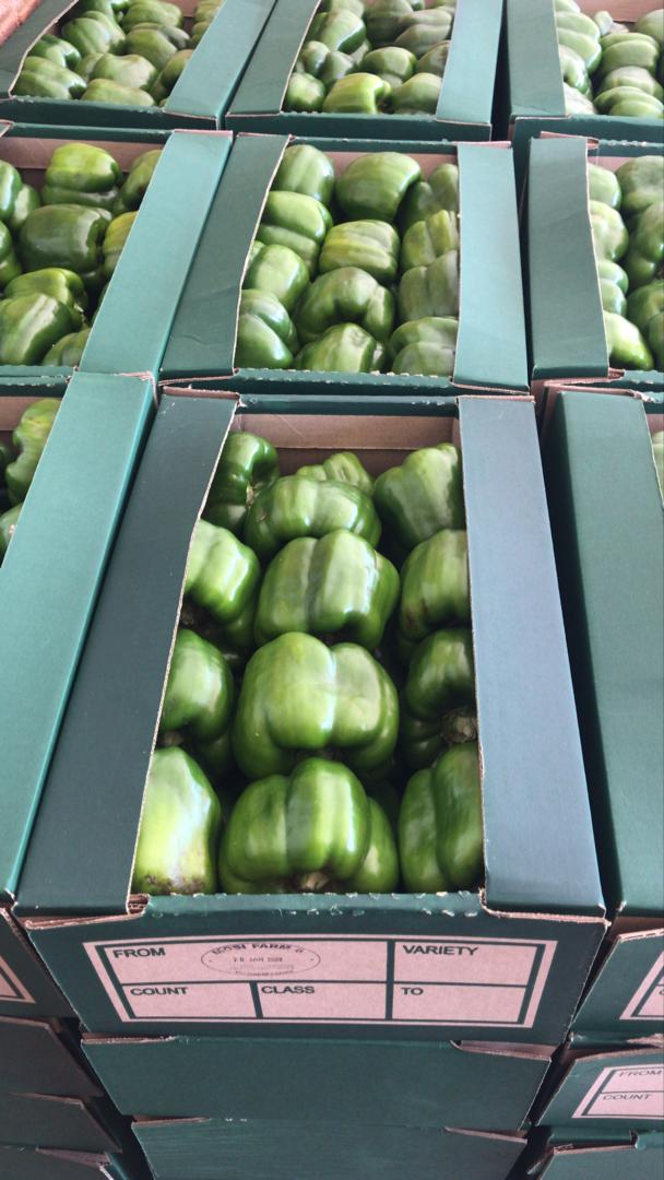 Kanyo_M's tweet photo. Green Peppers available for purchase.
**Order now for Monday delivery** 
Box = P40
Bulk orders also available on request.
Contact: 71232283 for your orders. https://t.co/AP7AQTrouY