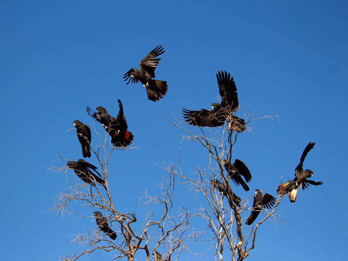 Out the back o’ Bourke. 
From the last field trip west before the centre of Australia started becoming a lake.

#wildoz #australia #cockatoo
