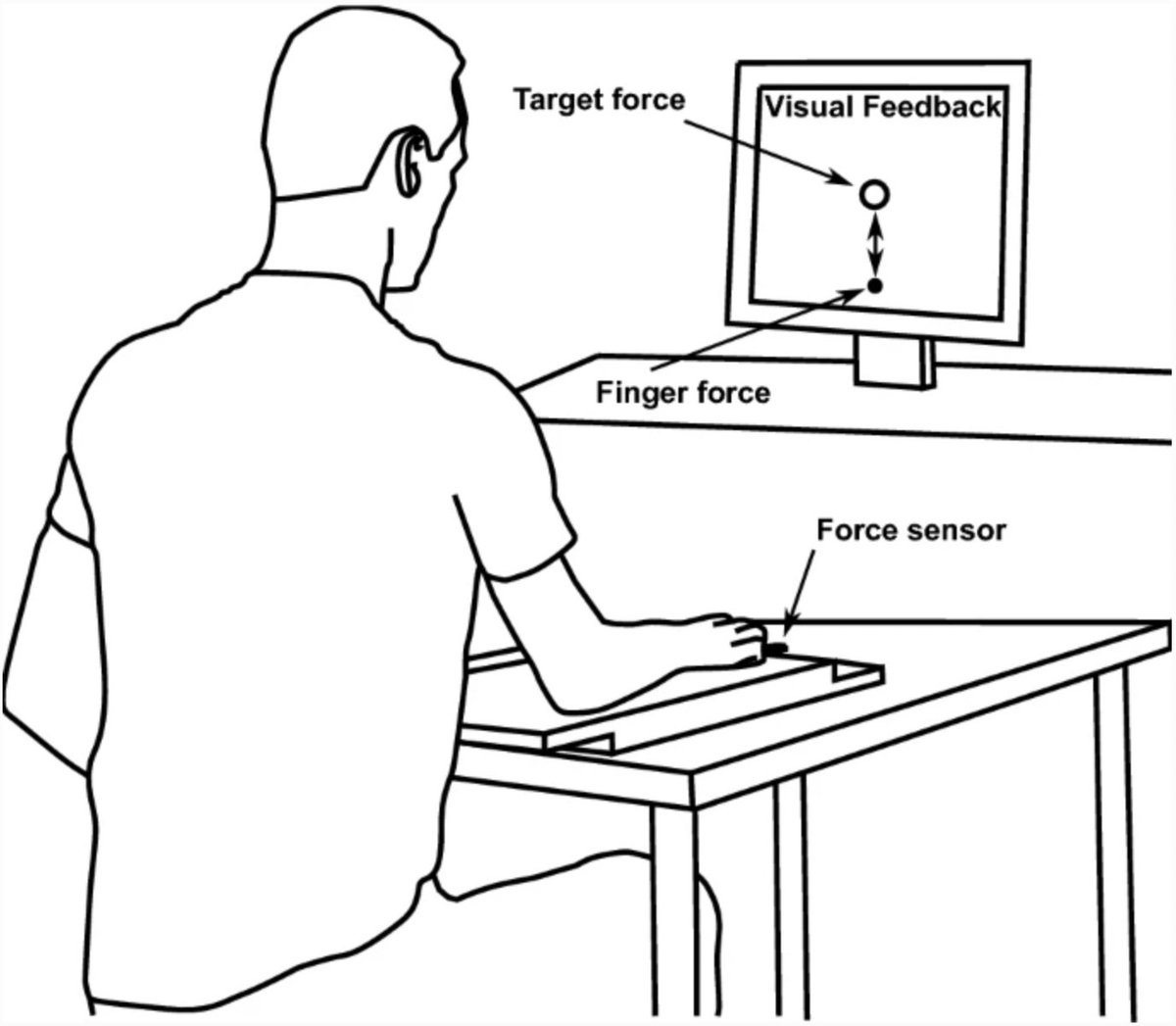 The index finger shows the largest unintentional force drift and lowest effects of feedback on drift magnitude. This reflects the stability-agility trade-off across the fingers. #openaccess rdcu.be/cFuh5 <a href="/walchu/">Valters Abolins</a>