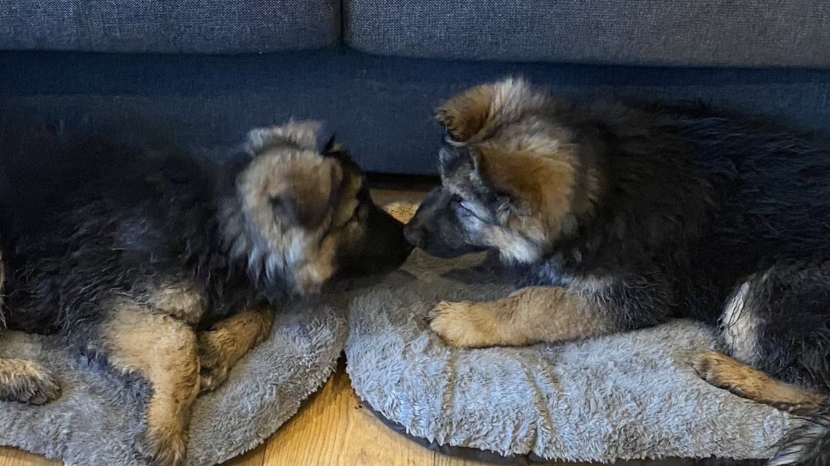 We made so many new friends yesterday! Thanks Twitter! #GermanShepherd  #dogs