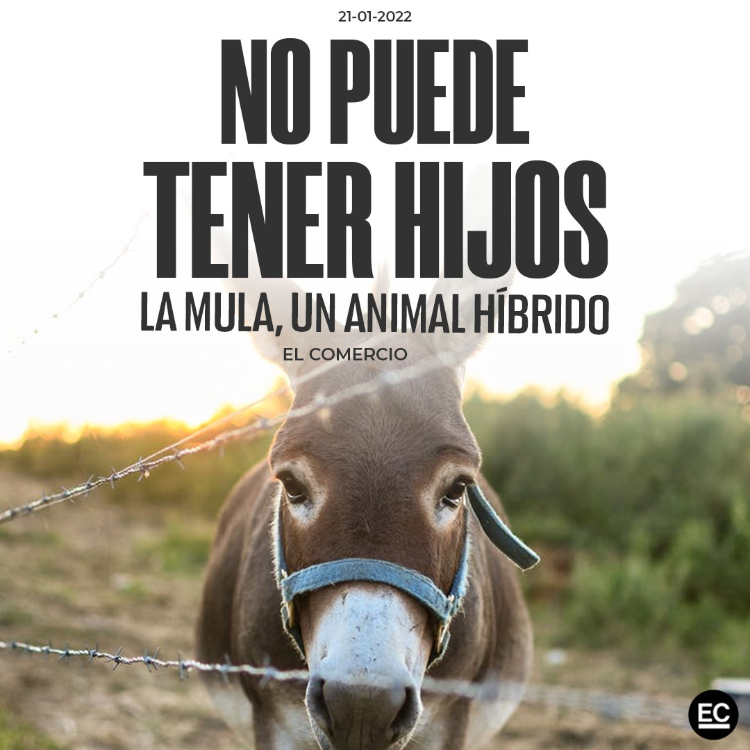 La mula es un animal muy popular entre los humanos. ¿Sabías que es