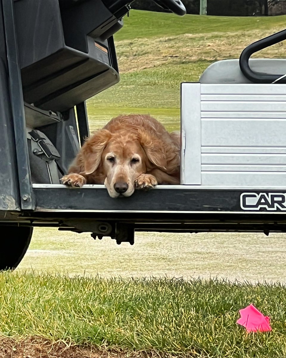 GrnsKperWillie's tweet photo. She’s the perfect companion on those long days #GoldenRetrievers #dogsofgolf #Golf https://t.co/5gylMPsL4E