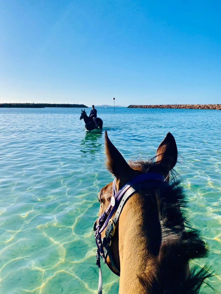 chegs_coracing's tweet photo. Esperance Bay Turf Club 🏖

Race 3 / Prancing In Milan / Victoria Corver 
Race 5 / I’m Icey / Jessica Gray 
Race 7 / Uber Mover / Victoria Corver 

I’m Icey first up for the stable, looking forward to him going around today 🧊 

🐎 / Uber mover 
@katielally__ https://t.co/y2xmC3T2yD