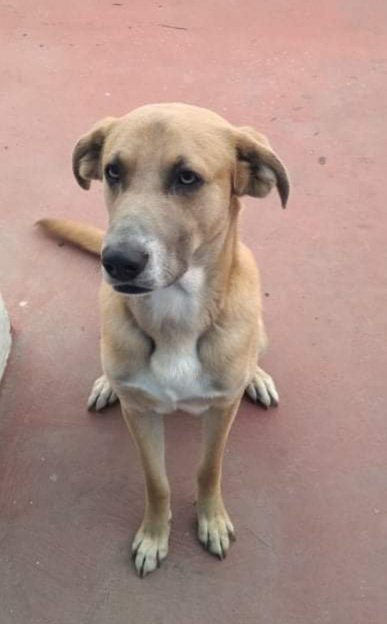 PrrosPerdidosMX's tweet photo. #Toby #Extraviado 17 enero 22 Se extravio en la #GAM cerca del parque el Mestizaje traía un collar rojo ☎️5511304256 *es un poco agresivo con otros perros *esterilizado 🙏Rt @GamVecinal @MascotasSismo @CaninaAmber @sebuscaCdMx https://t.co/kP1fFYOlXa