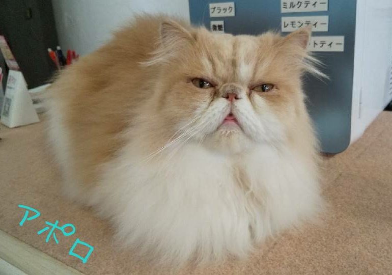 猫カフェ 猫鈴 Nyan Bell Neko Nyanbell Twitter