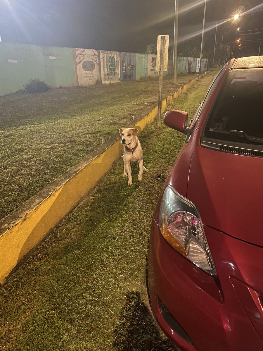 junayrarivera's tweet photo. Creo que este perrito se le perdió a alguien y está confundido por el medio de la calle, no se deja coger😭😭😭😭😭🚨🚨🚨 tiene collar y está bien cuidado asumo que se escapó!!! ÁREA DE FLORIDA PR🚨🚨 SHAREEEEEE https://t.co/jhljkMRn5w