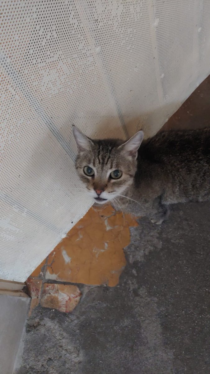 BlackMoon173's tweet photo. Algunos gatos de mi abuela 🤗💕
Credits: Mi mamá ❤ https://t.co/TOR9okJwBU