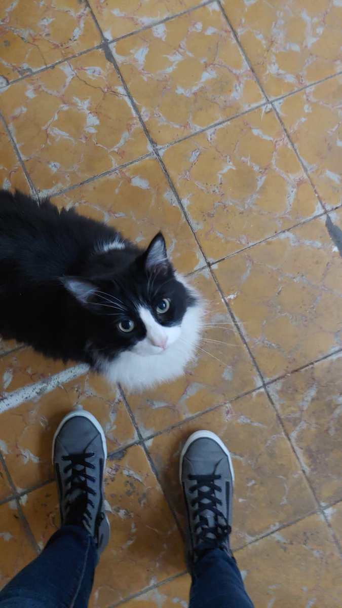 BlackMoon173's tweet photo. Algunos gatos de mi abuela 🤗💕
Credits: Mi mamá ❤ https://t.co/TOR9okJwBU