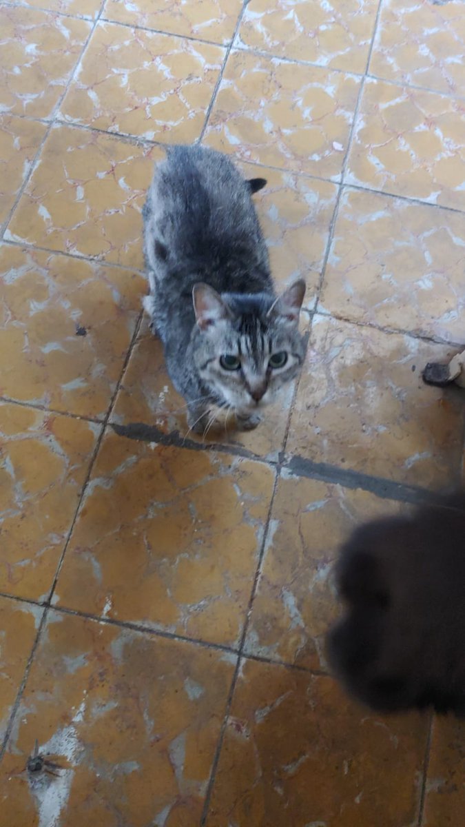 BlackMoon173's tweet photo. Algunos gatos de mi abuela 🤗💕
Credits: Mi mamá ❤ https://t.co/TOR9okJwBU