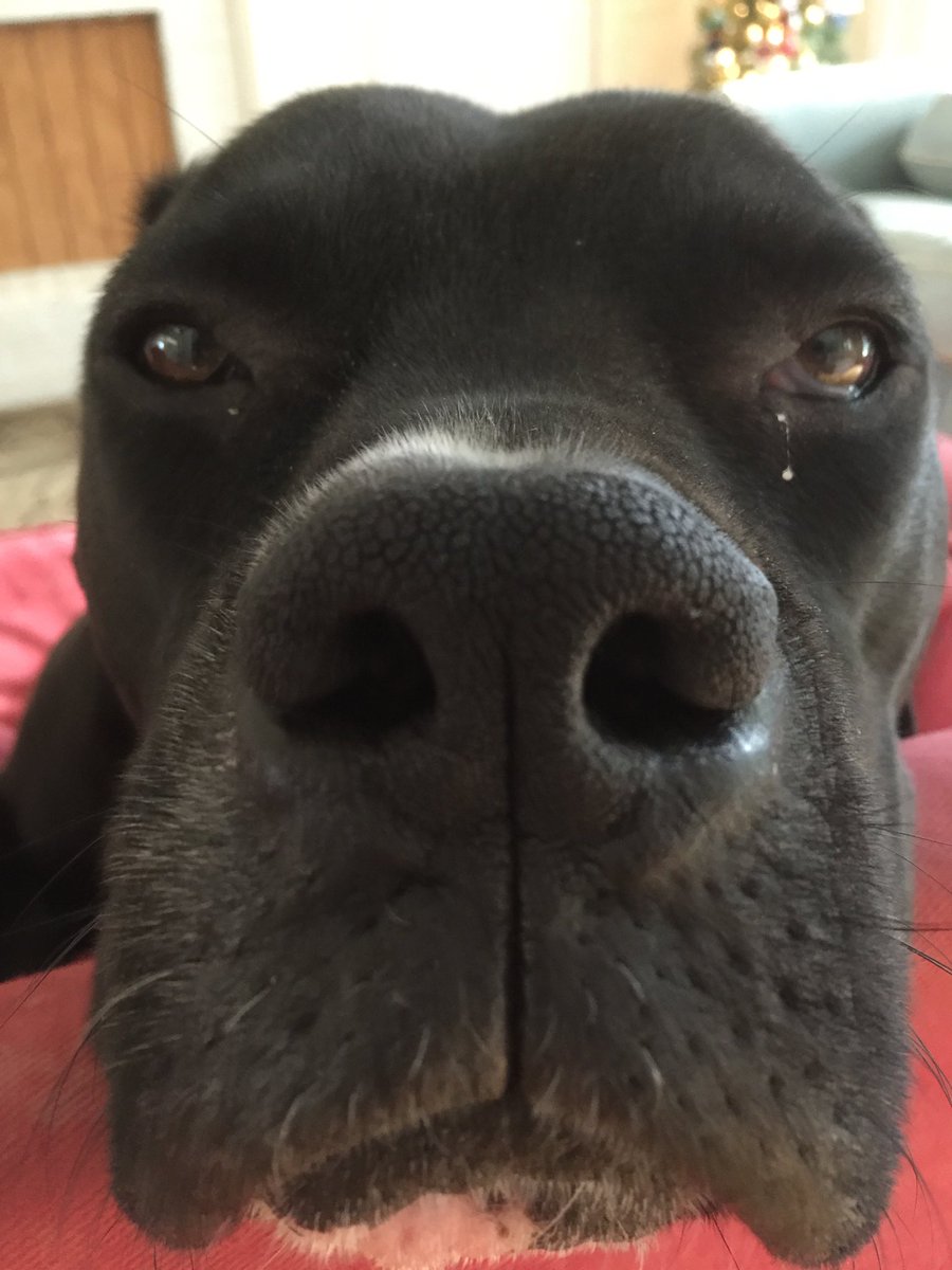 k9kayaks's tweet photo. @MasseyShanny Damon 💭 Happy #FrogLegsFriday 
#BigMoose 
#Boxador
#Boxadorable https://t.co/6eJoG42qhm
