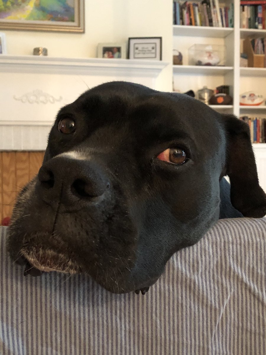 k9kayaks's tweet photo. @MasseyShanny Damon 💭 Happy #FrogLegsFriday 
#BigMoose 
#Boxador
#Boxadorable https://t.co/6eJoG42qhm
