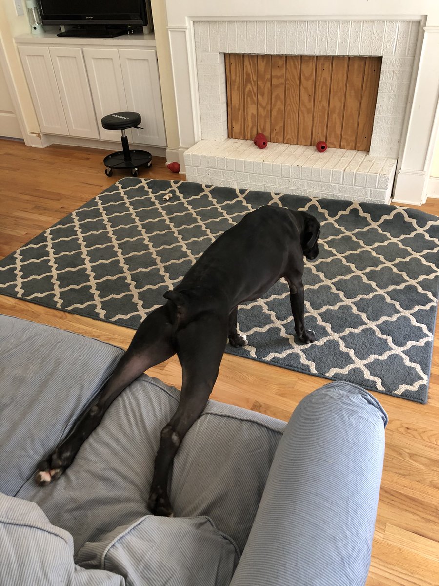 k9kayaks's tweet photo. @MasseyShanny Damon 💭 Happy #FrogLegsFriday 
#BigMoose 
#Boxador
#Boxadorable https://t.co/6eJoG42qhm