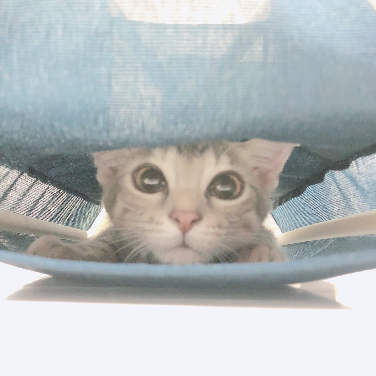 haikijipepe's tweet photo. #みんなのキトン時代見せて

はい、かわいい〜🙌🙌🙌🙌🙌 https://t.co/Jm09dj6c9I