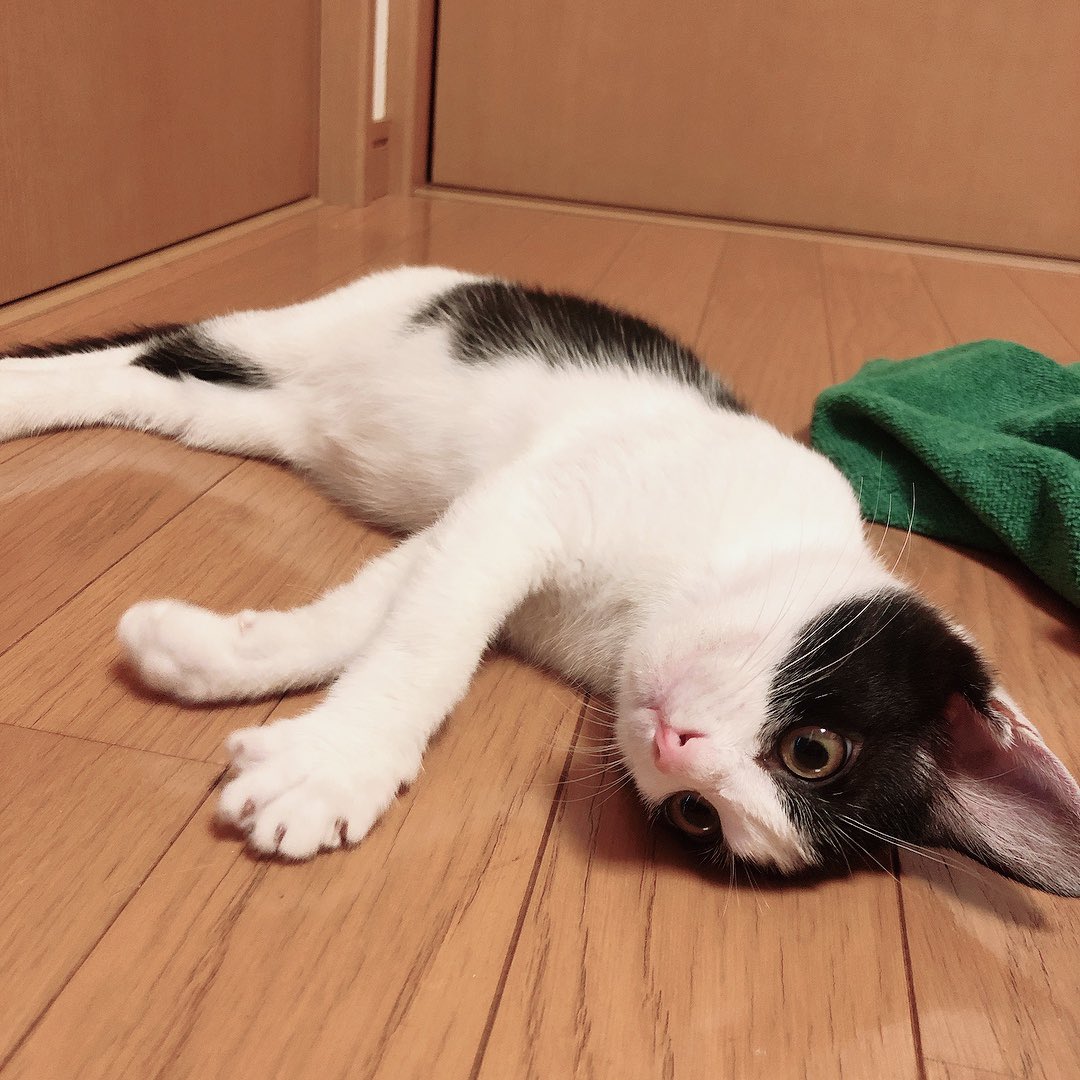 haikijipepe's tweet photo. #みんなのキトン時代見せて

はい、かわいい〜🙌🙌🙌🙌🙌 https://t.co/Jm09dj6c9I