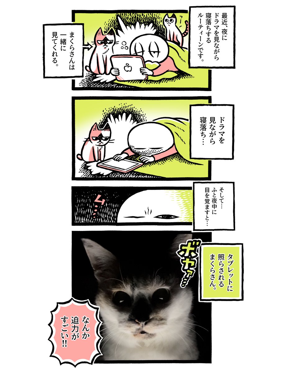 我が家の猫さんは迫力がすごい 