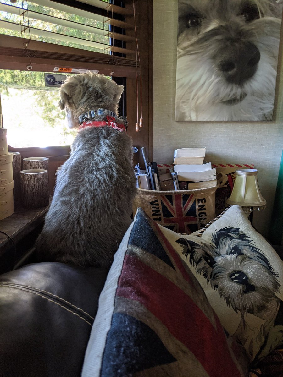 marcosrph's tweet photo. @XXXAmberLynns One of my favorite pic his custom made pillow and screen print of that  fabulous face just enjoying life looking out the camp window https://t.co/kvIZwi1TTJ