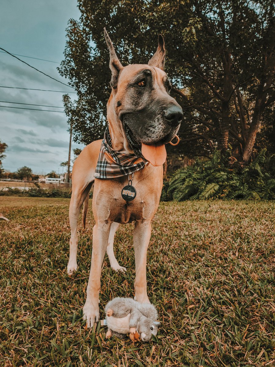 FergusGreatDane's tweet photo. Began the day celebrating #squirrelappreciationday 🐿🌰🥜
Squirrel Appreciation Day 🐿 acknowledges the role of squirrels in nature & encourages people to put out nuts, seeds, or other food for them.🐿🤎🍂
#nuts_about_squirrels #squirrelchaser
#greatdane #RipleyTheFawnDane https://t.co/KbMYzxVTbU