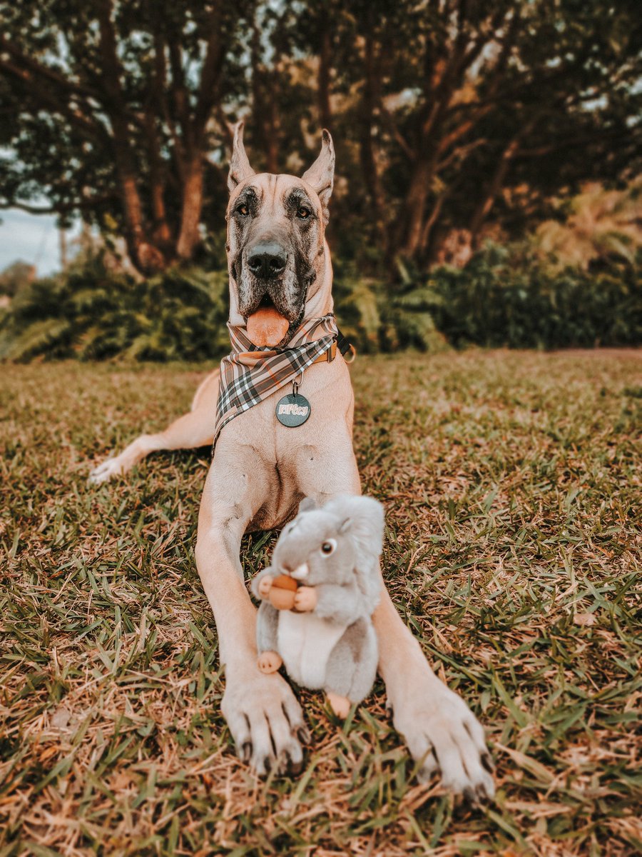 FergusGreatDane's tweet photo. Began the day celebrating #squirrelappreciationday 🐿🌰🥜
Squirrel Appreciation Day 🐿 acknowledges the role of squirrels in nature & encourages people to put out nuts, seeds, or other food for them.🐿🤎🍂
#nuts_about_squirrels #squirrelchaser
#greatdane #RipleyTheFawnDane https://t.co/KbMYzxVTbU