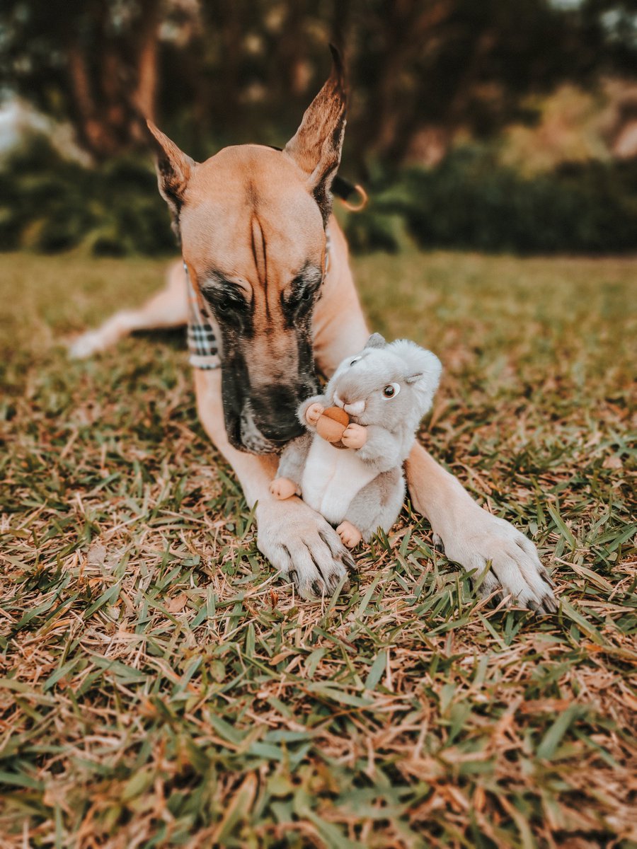 FergusGreatDane's tweet photo. Began the day celebrating #squirrelappreciationday 🐿🌰🥜
Squirrel Appreciation Day 🐿 acknowledges the role of squirrels in nature & encourages people to put out nuts, seeds, or other food for them.🐿🤎🍂
#nuts_about_squirrels #squirrelchaser
#greatdane #RipleyTheFawnDane https://t.co/KbMYzxVTbU