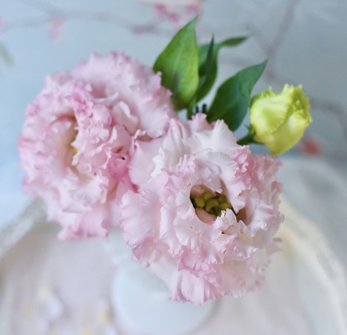 のほほん花日記 Live812全力応援 ピンクのトルコキキョウです ピンクのトルコキキョウの花言葉は 優美 素敵です 最近 とみに高価になってきたトルコキキョウですが とてもとても花保ちもボリュームも良いので お値段以上の価値ありです