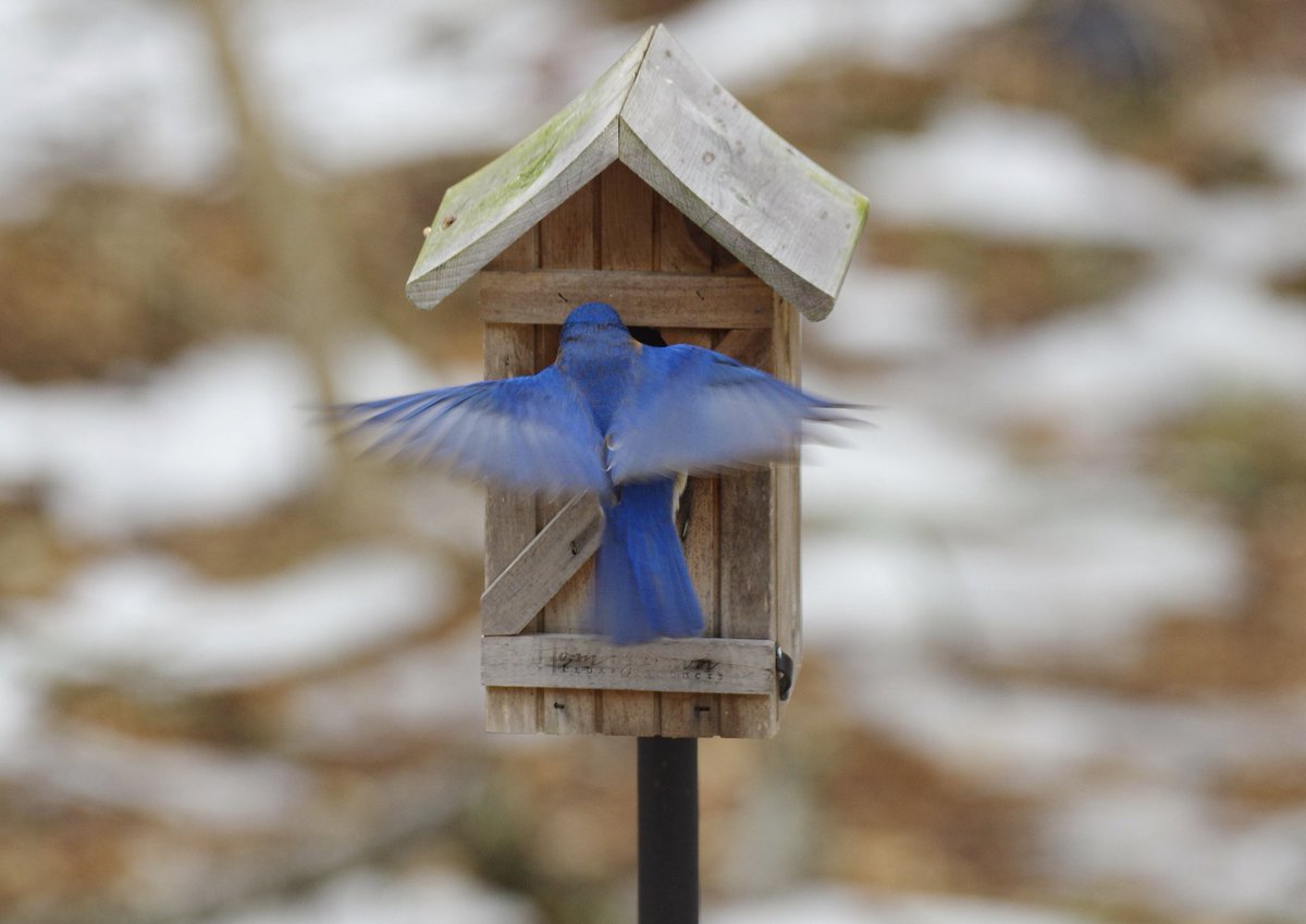 WBTVSteveO's tweet photo. Seems waaaayyyy too early but lots of bluebirds were house hunting in the backyard today.  Then again....Maybe they were just looking for a warm place for the night. #bluebirds #backyardcritters ⁦@ScottyPowellWX⁩ https://t.co/xEnrYeCV80