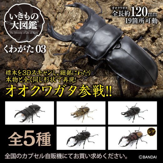 商品情報】 / いきもの大図鑑 くわがた03 (税込500円) \ 某昆虫 商品情報】 / いきもの大図鑑 くわがた03 (税込500円) \ 某昆虫