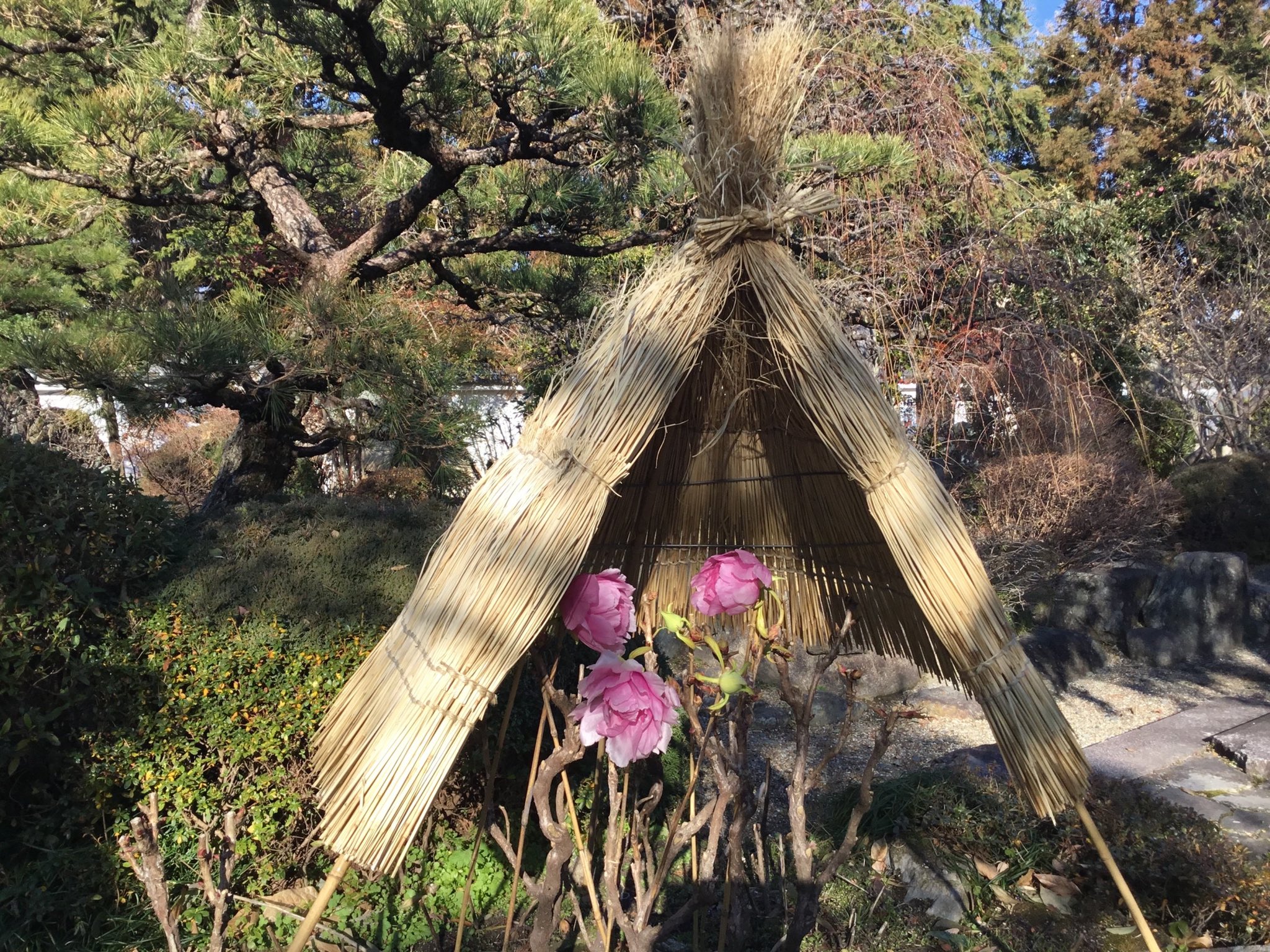 奈良葛城市の石光寺 牡丹と芍薬 寒牡丹は蕾みも含めて12株位です 中庭のロウバイが見頃 寒咲きアヤメ数輪 冬 咲きニンドウが咲き始めました 本格的な寒さが続いています 皆様もお身体ご自愛ください T Co Ercivxkmmh Twitter
