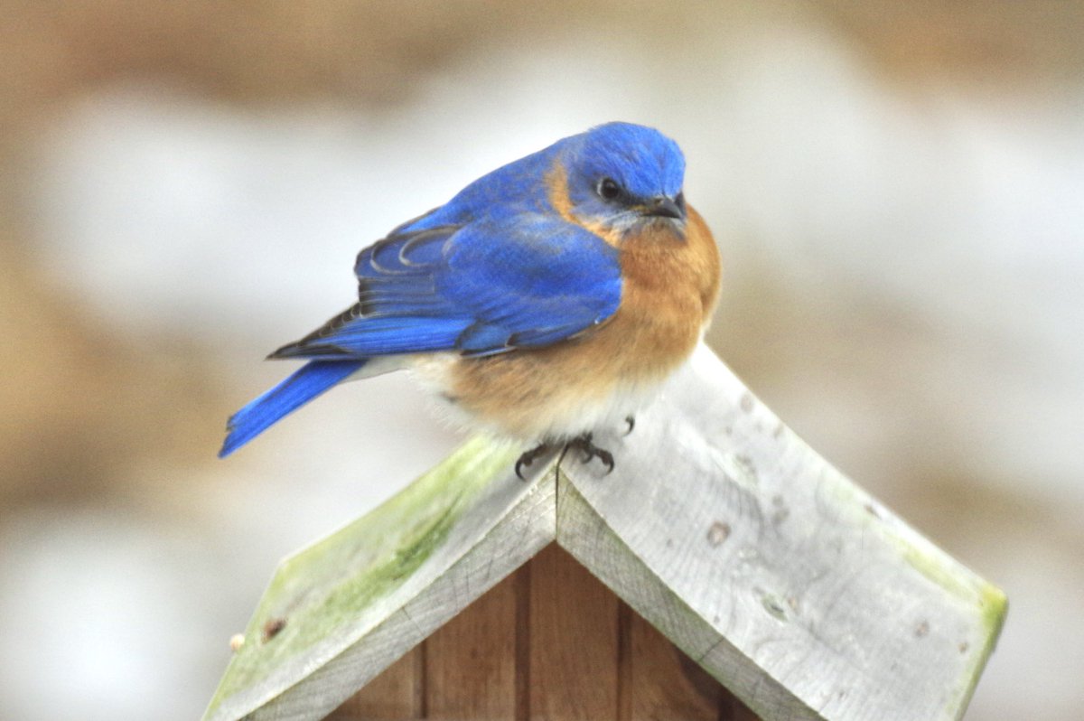 WBTVSteveO's tweet photo. This guy looks like he’s been spending more time than a little around the bird feeder.... ha!  Definitely pretty with all the snow still around. #bluebirds #backyardcritters ⁦@ScottyPowellWX⁩ https://t.co/U1pc5nFXIX