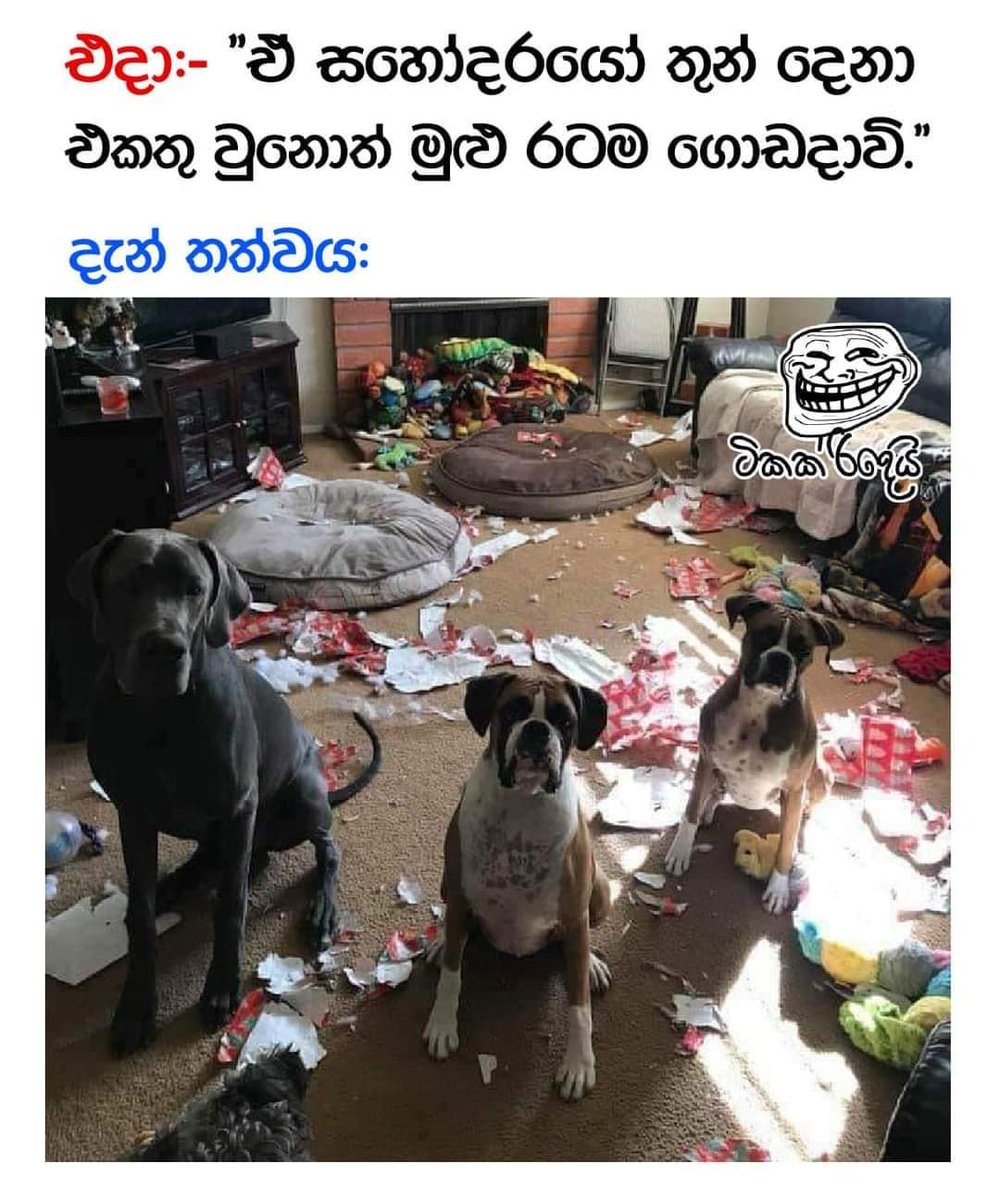 AKD100Days_'s tweet photo. රට ගොඩ දාන්න ආපු සහෝදරයෝ තුන්දෙනාත් මේ වගේ තමයි 😂 https://t.co/LZJTBfoAt7