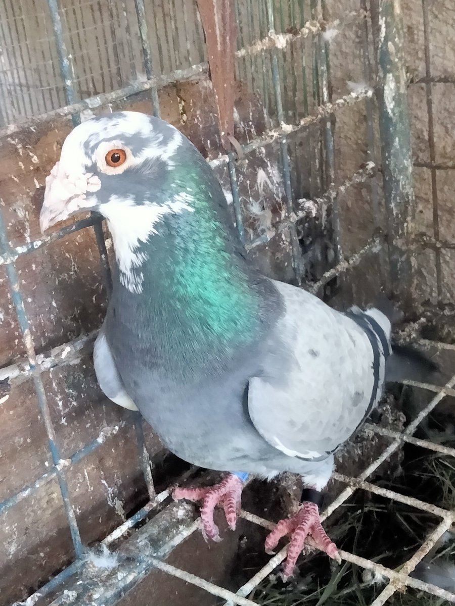 AgriSlu's tweet photo. 🏠Re-home💥
👍Quality 🚀Racing Pigeon🔥

👉Cock😍 https://t.co/5TW6p1o9a2