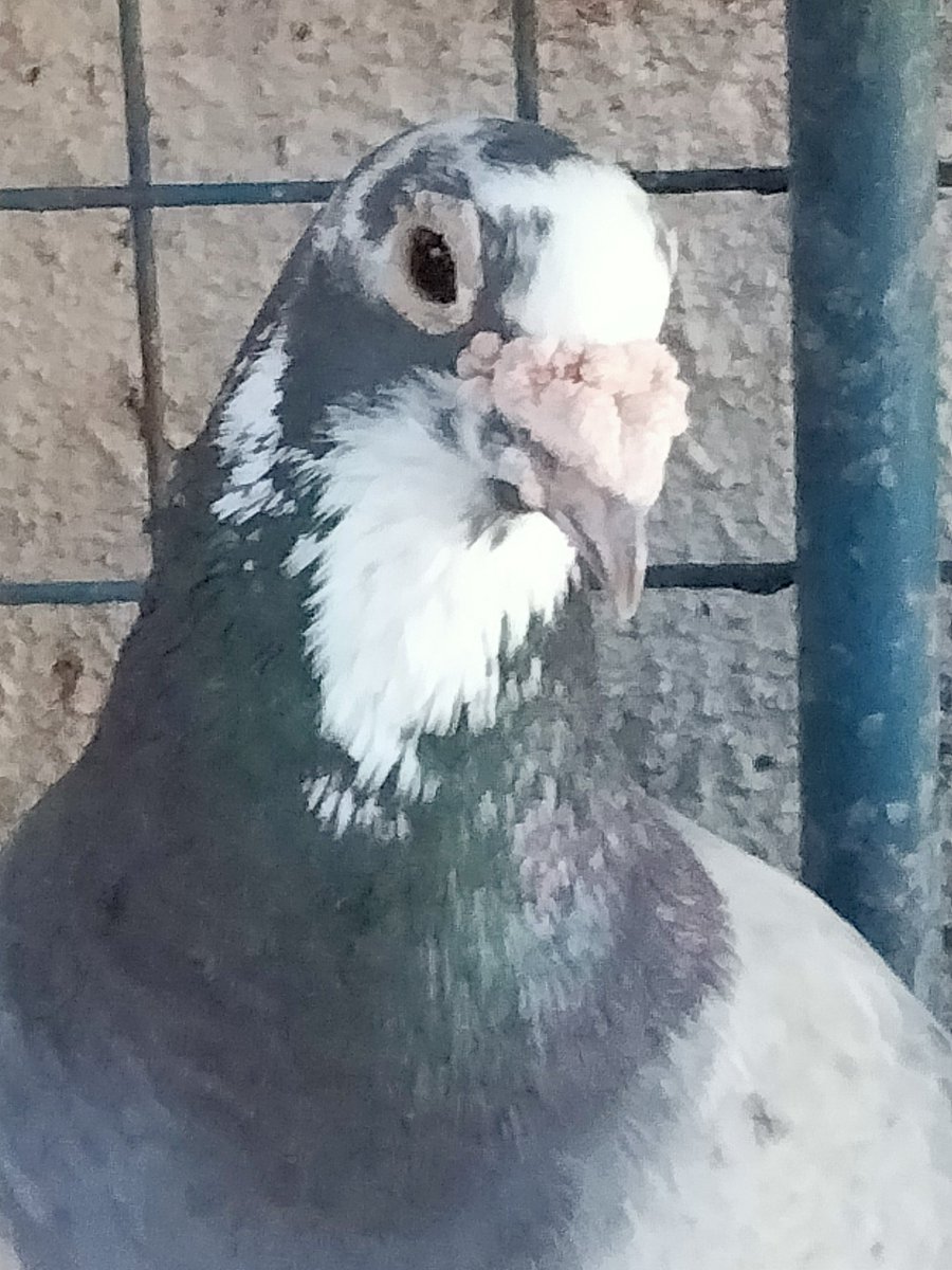 AgriSlu's tweet photo. 🏠Re-home💥
👍Quality 🚀Racing Pigeon🔥

👉Cock😍 https://t.co/5TW6p1o9a2