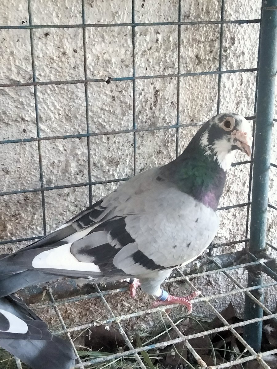 AgriSlu's tweet photo. 🏠Re-home💥
👍Quality 🚀Racing Pigeon🔥

👉Cock😍 https://t.co/5TW6p1o9a2