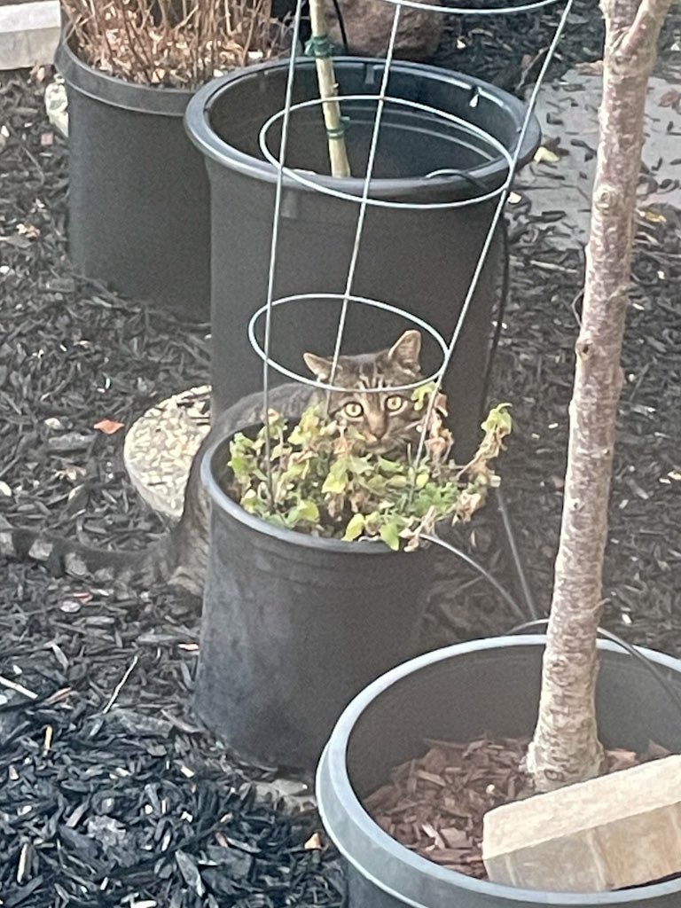 Thurinus's tweet photo. The neighbour’s cat found my catnip plant https://t.co/9vZB5LO20V