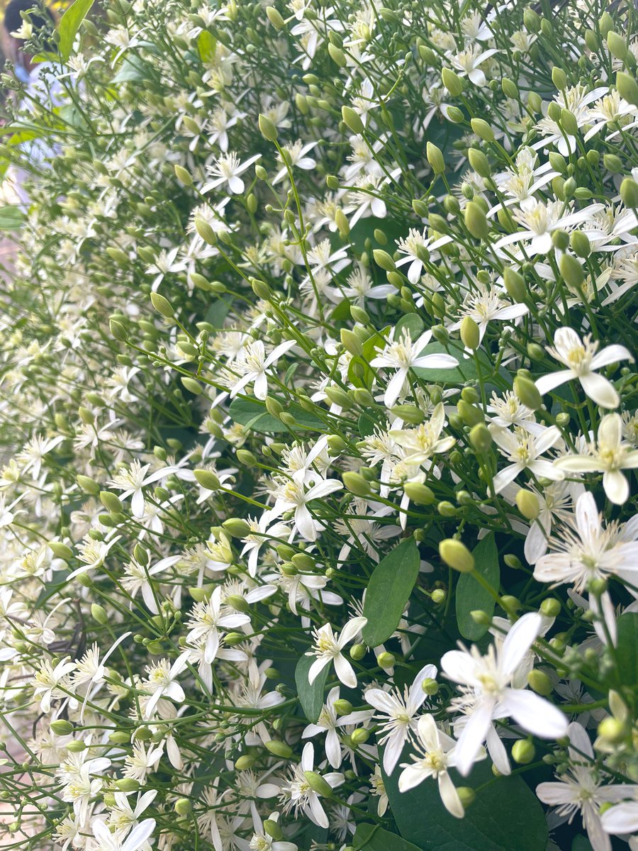 Ira Pradhan tweet media