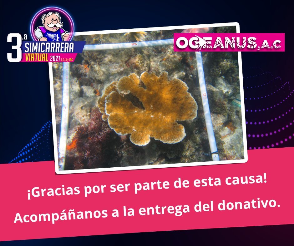 simicarreras's tweet photo. Acompáñanos a la entrega del donativo de la 3. #SimicarreraVirtual 2021 a @OceanusAC. Tu inscripción es destinada para la construcción de viveros de coral y el trasplante de miles de colonias.
📅Miércoles 26 de enero 2022.
⌚10:00 horas.
💻https://t.co/adu0RDNXNK https://t.co/ZXbN83CNrA