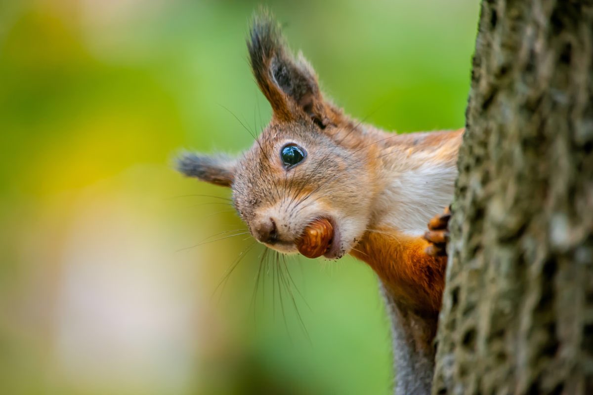 STEMSquirrels's tweet photo. Today is #SquirrelAppreciationDay ! Who appreciates squirrels more than us at #SquirrelNet ! Spend some time this weekend #appreciating #squirrels and feel free to post about your squirrel appreciation and tag us! https://t.co/Ha38rZp4ib