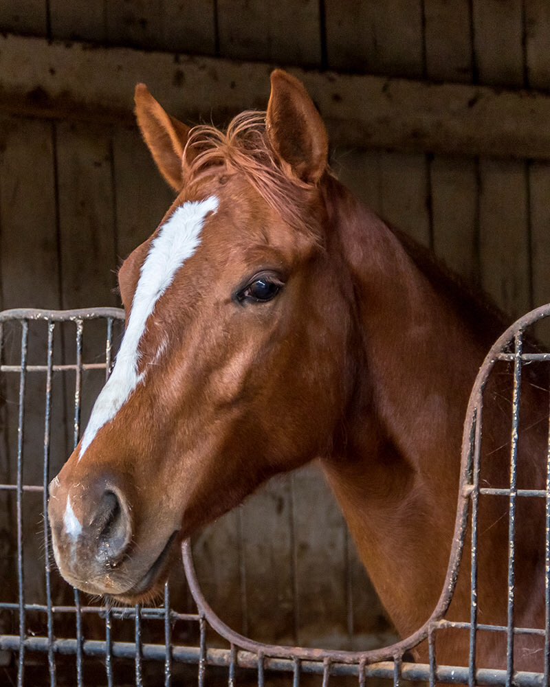 LQHBA's tweet photo. Live racing at @Louisiana Downs Monday - Wednesday 1 pm post.  The horses are ready; join us for live Quarter Horse racing through April 7.  Photo: Ann Switalski/ Hodges Photo https://t.co/EeYSA0NkTt