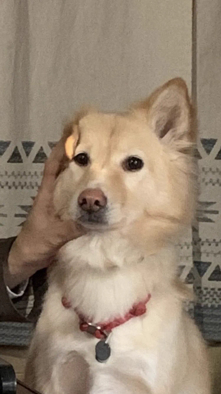 @keith_family 犬の顔コレクションに追加していいでしょうか？ 